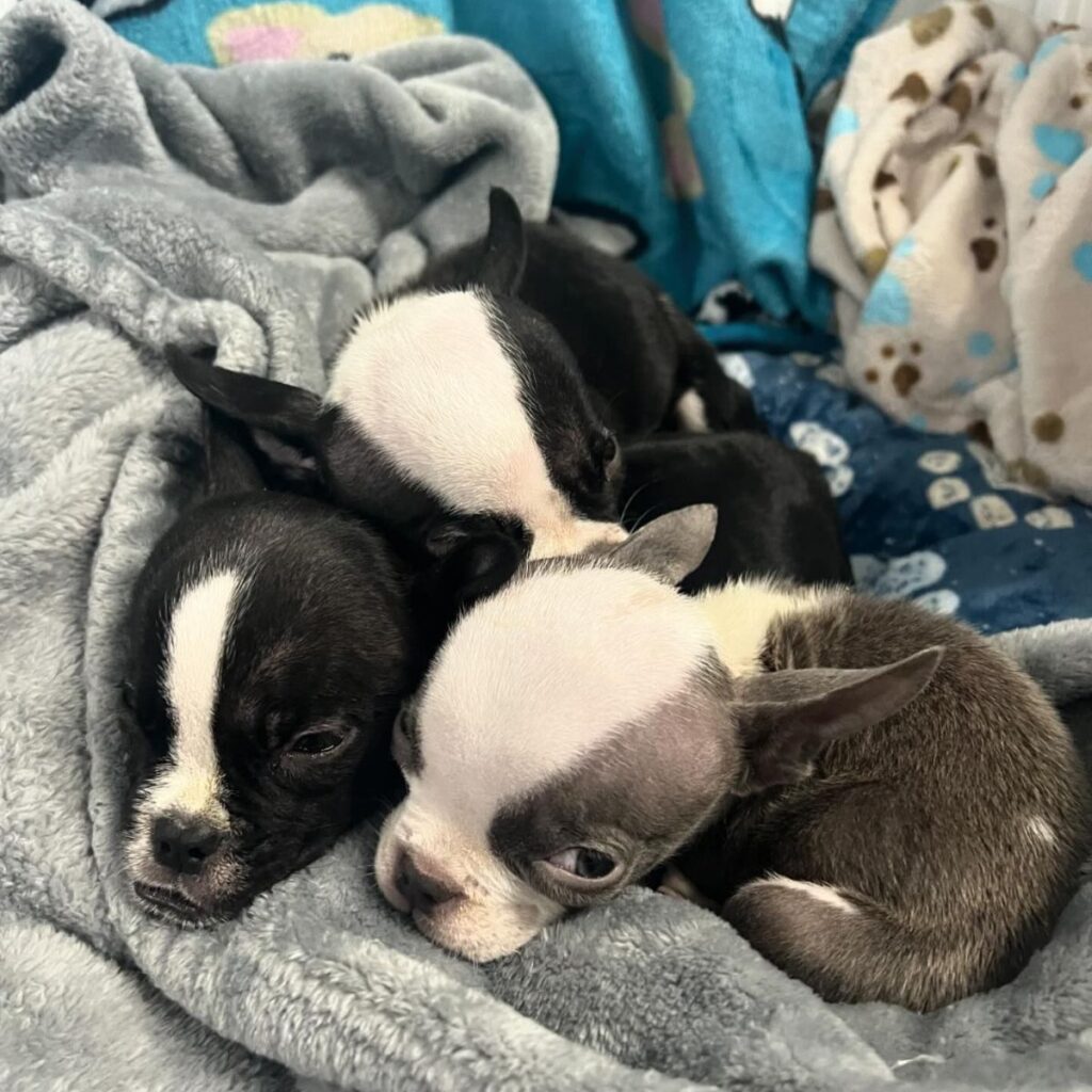 three puppies are lying on a gray blanket