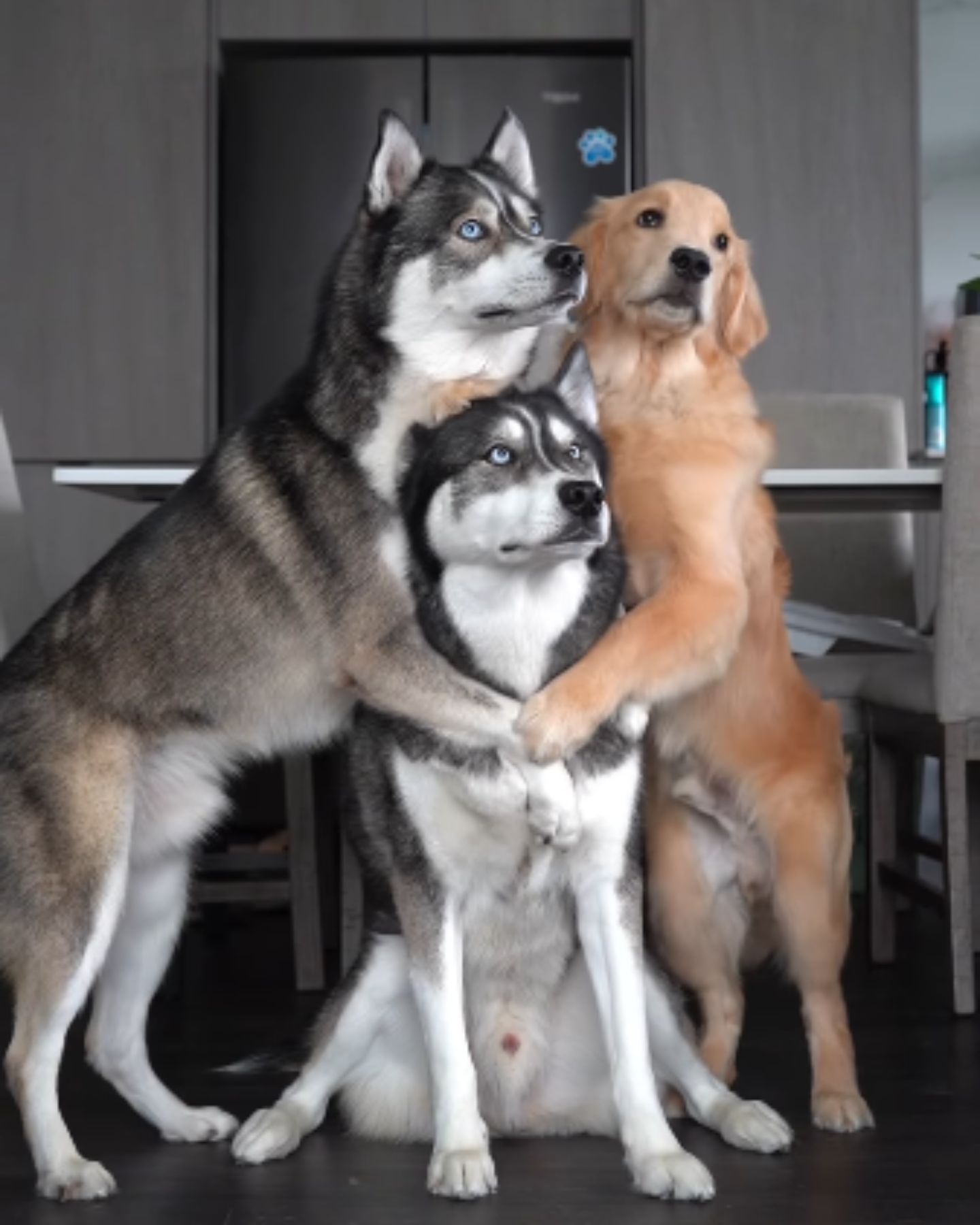 three very cute dogs