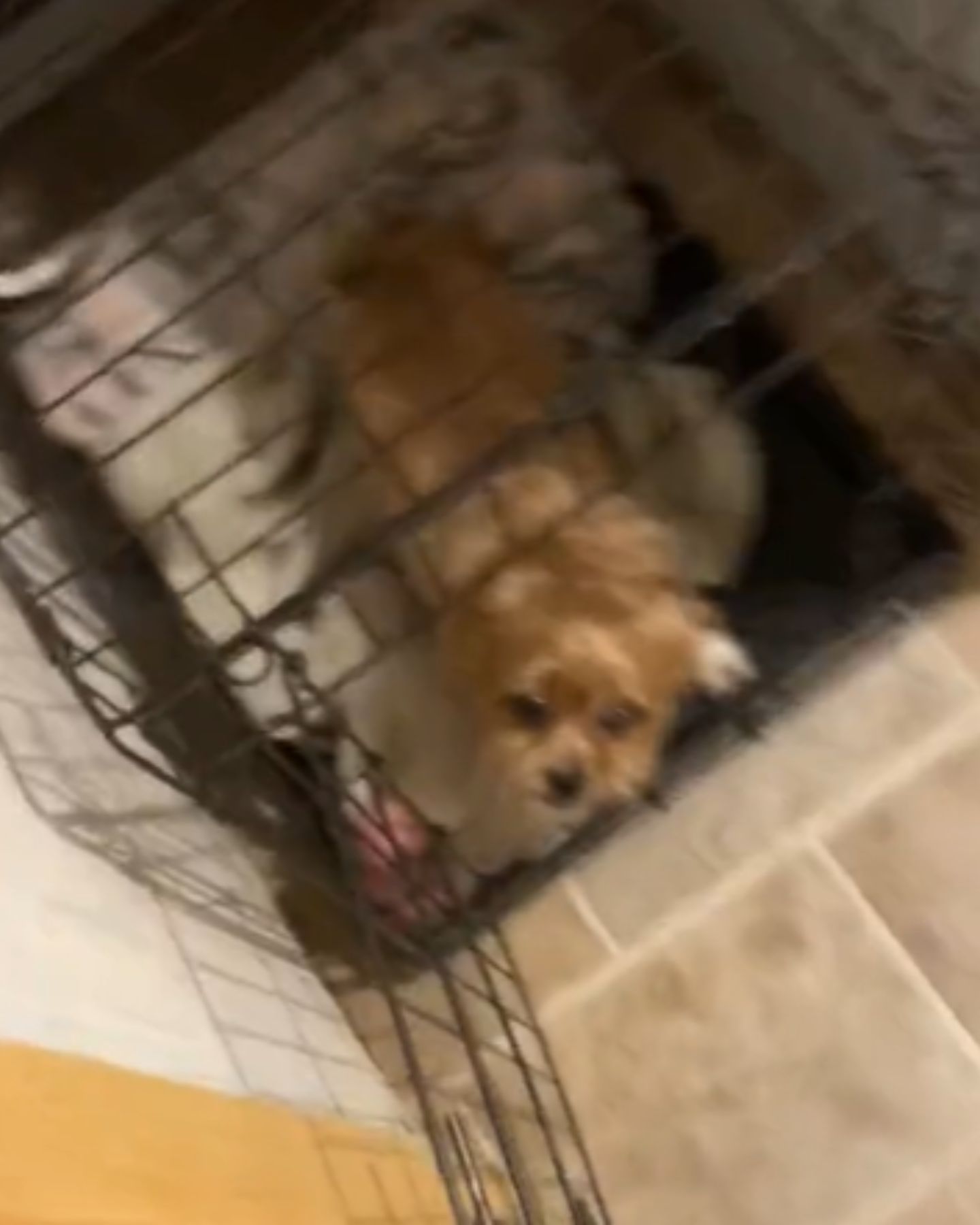 tiny dog in cage