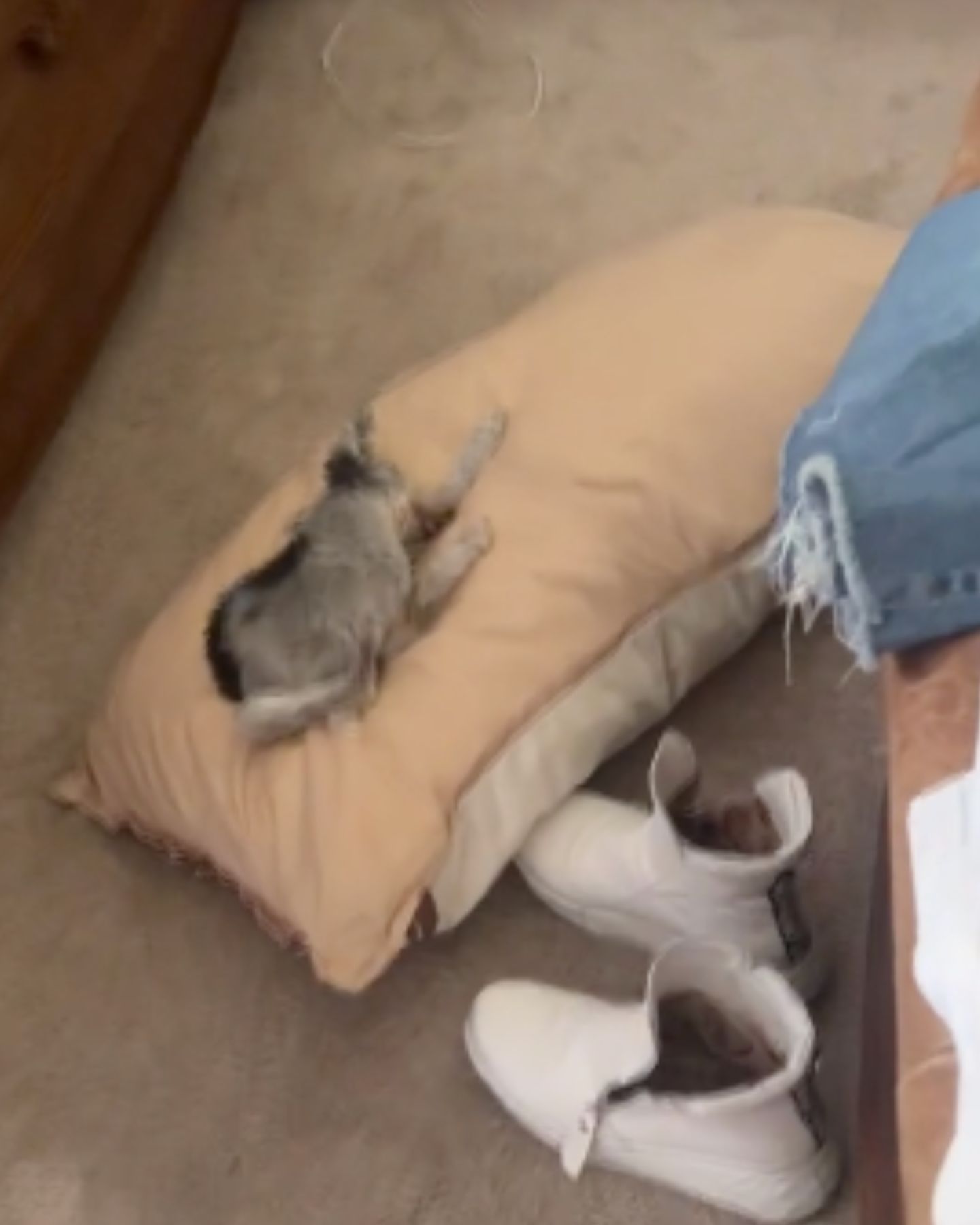 tiny dog lying on the pillow