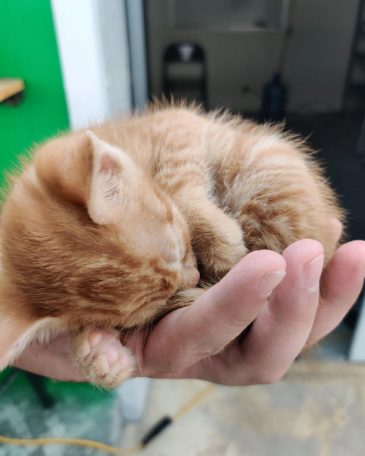 tiny kitten on hand