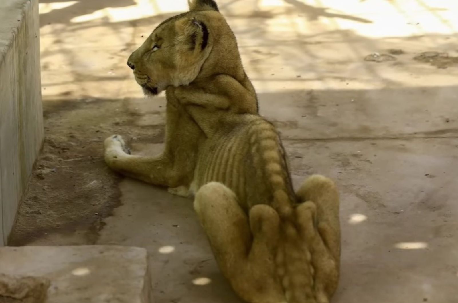 too skinny lion lying in a zoo