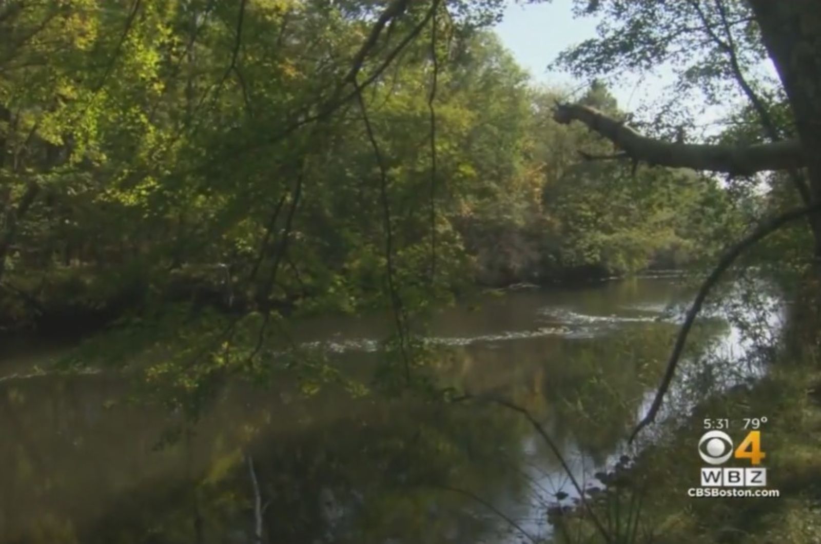 trees and river