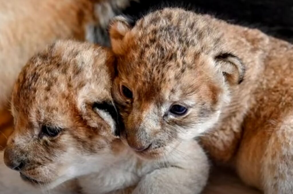 two cute lionesses