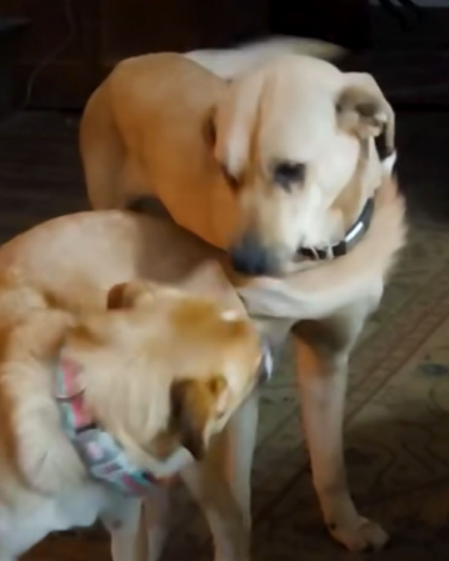 two dogs looking at each other