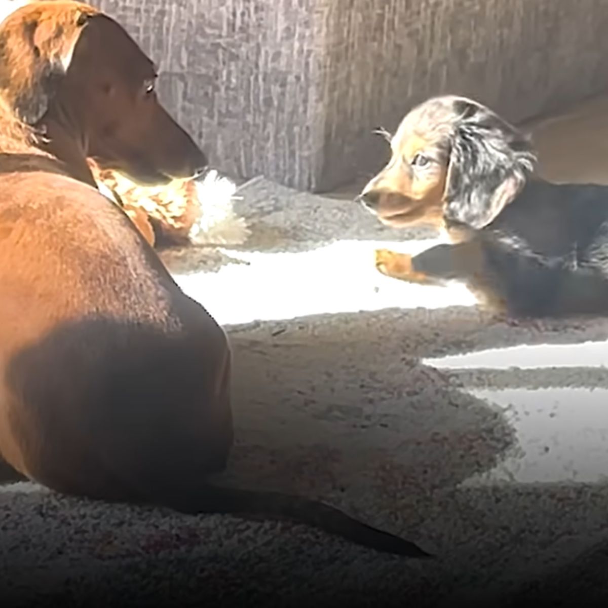 two dogs lying in sunshine