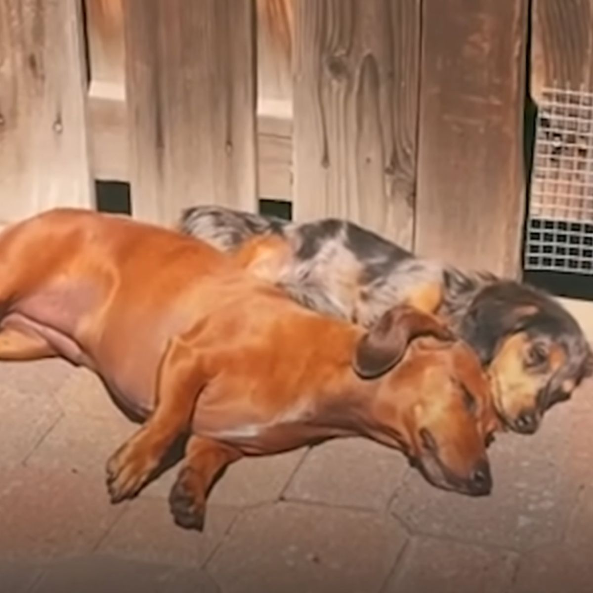 two dogs lying together