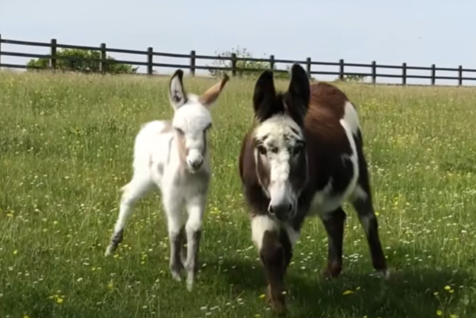 two donkeys on a pasture