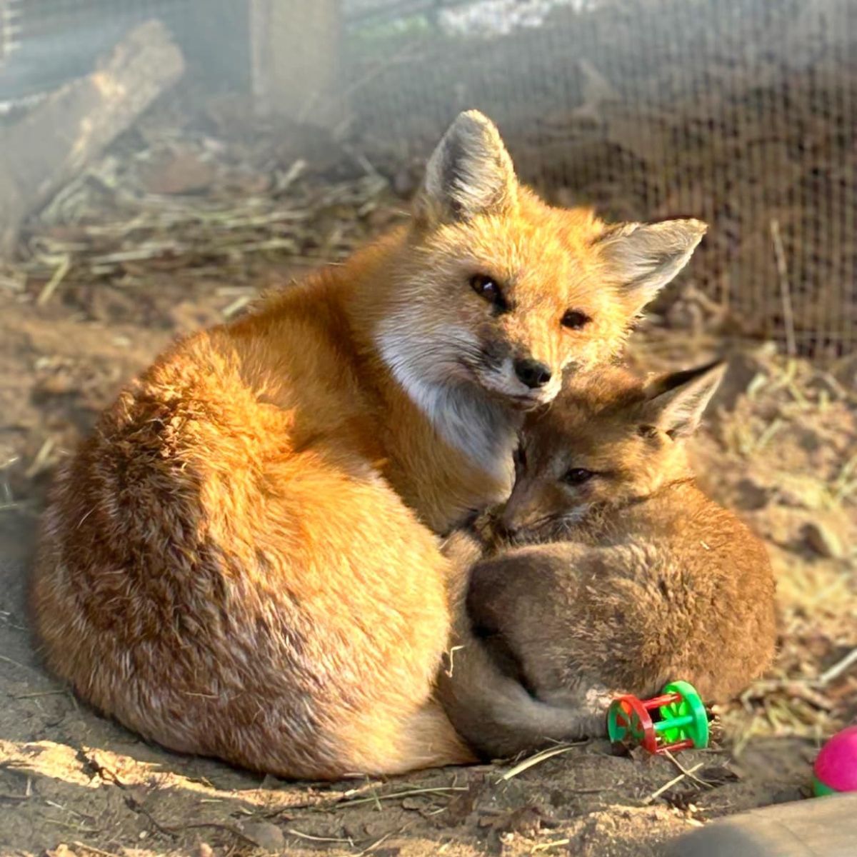 two foxes lying together