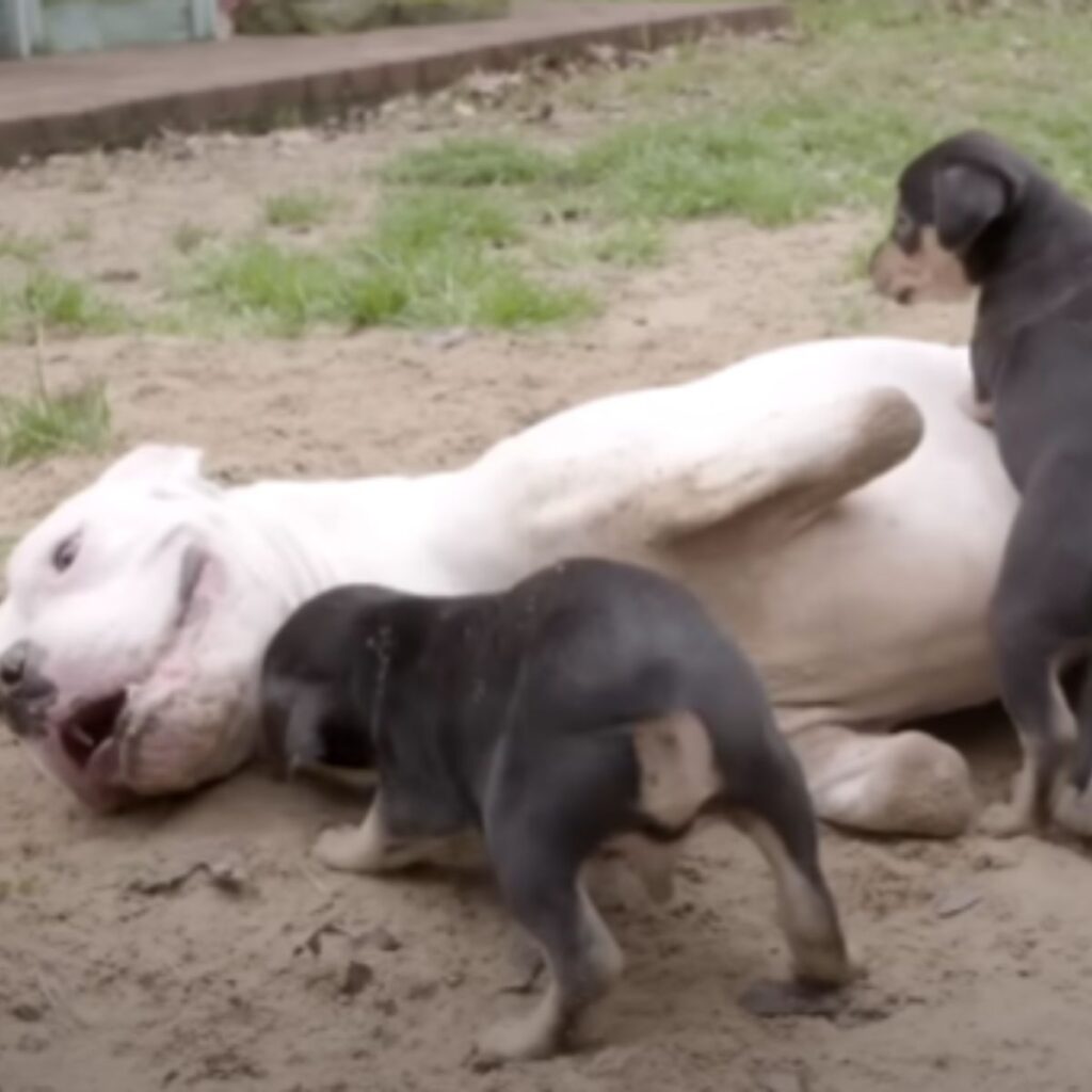 two little dogs are playing with a dog with two legs