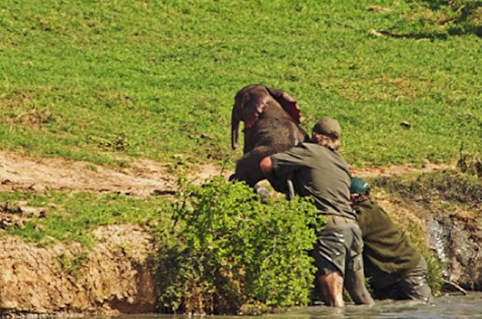 two men pushing elephant out of water