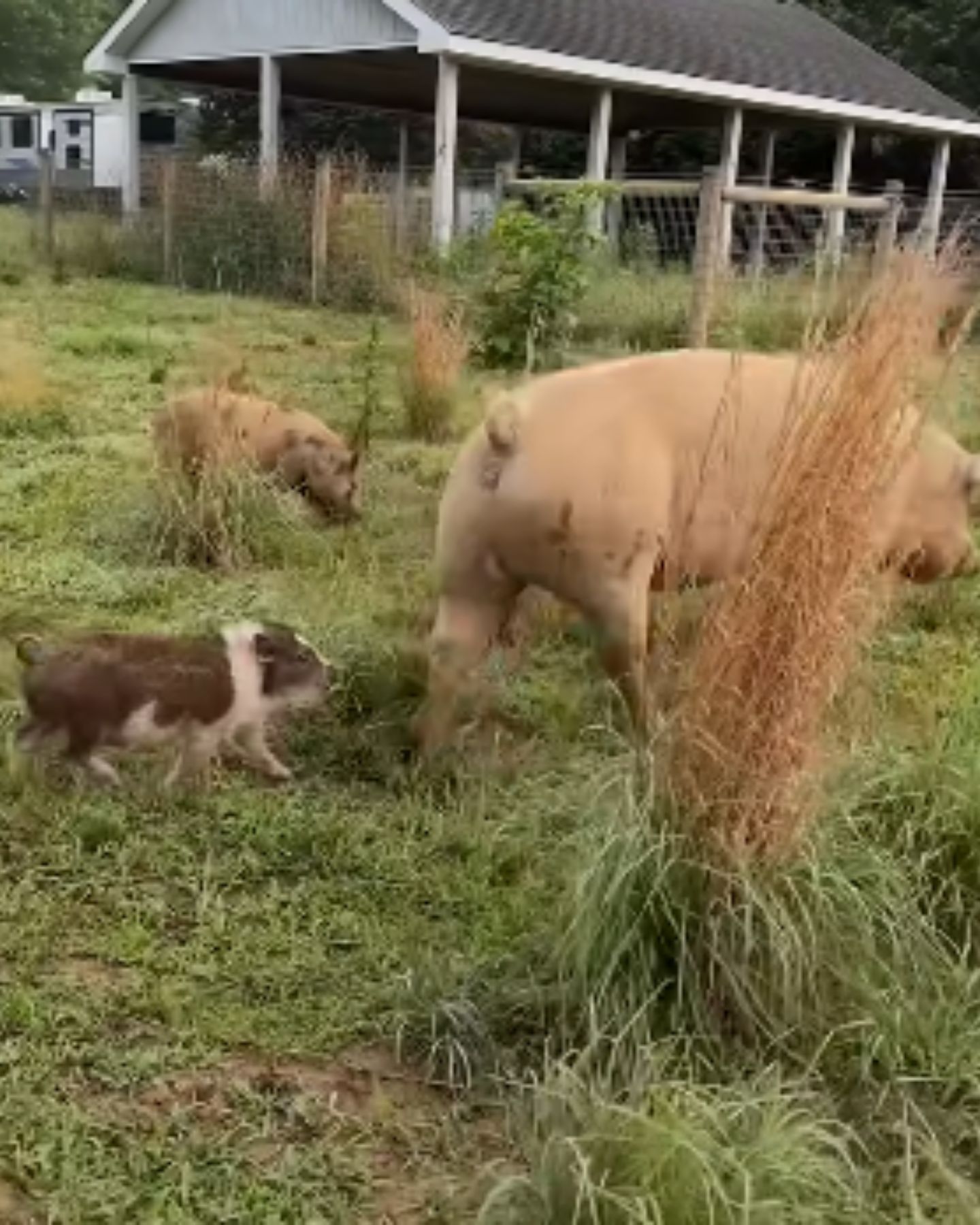 two piglets and pig