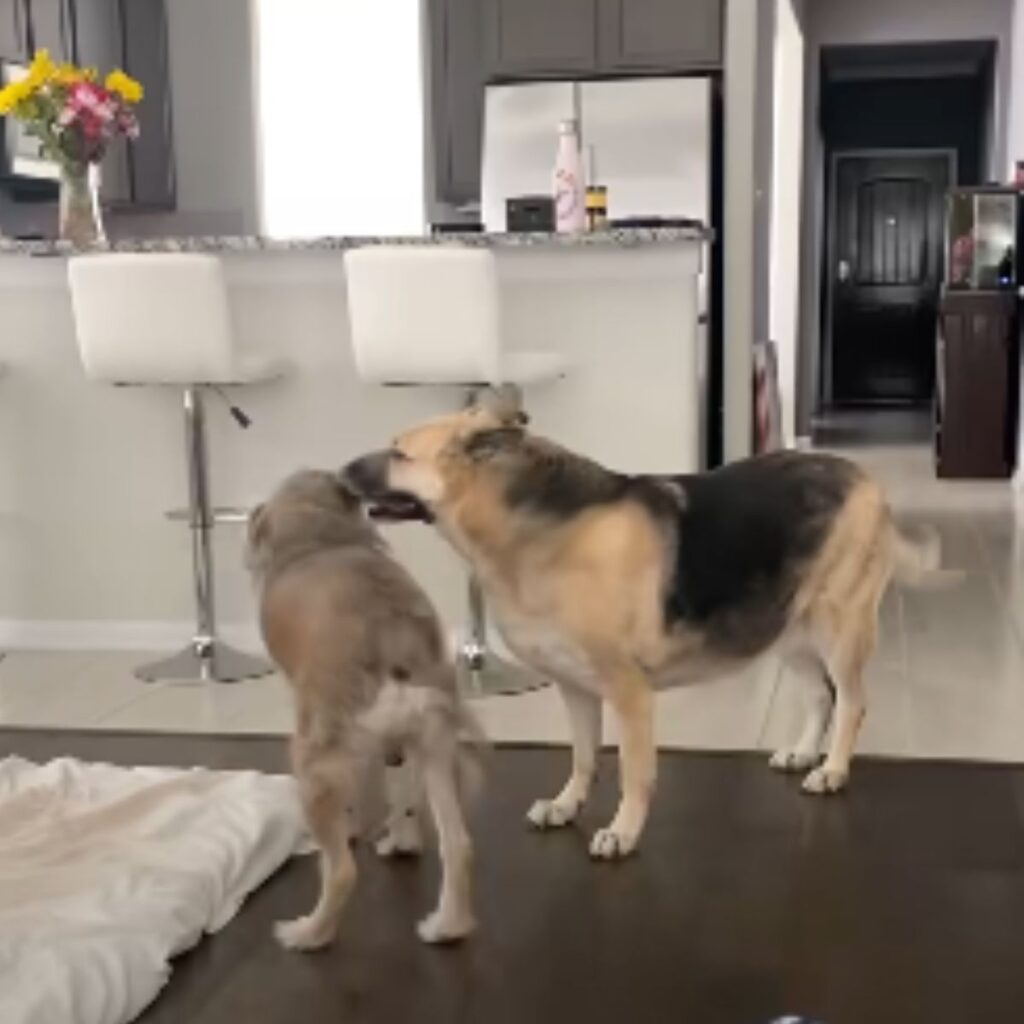 two playful dogs in the kitchen