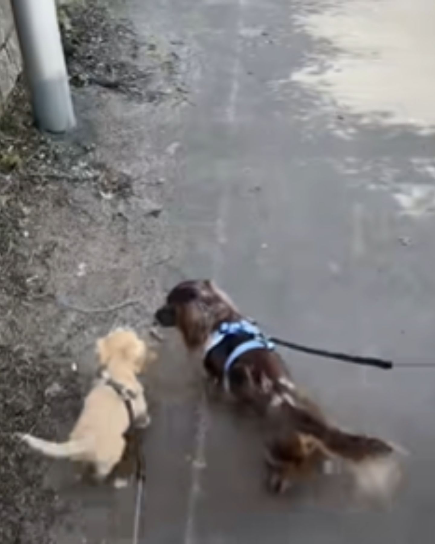 two puppies in a walk