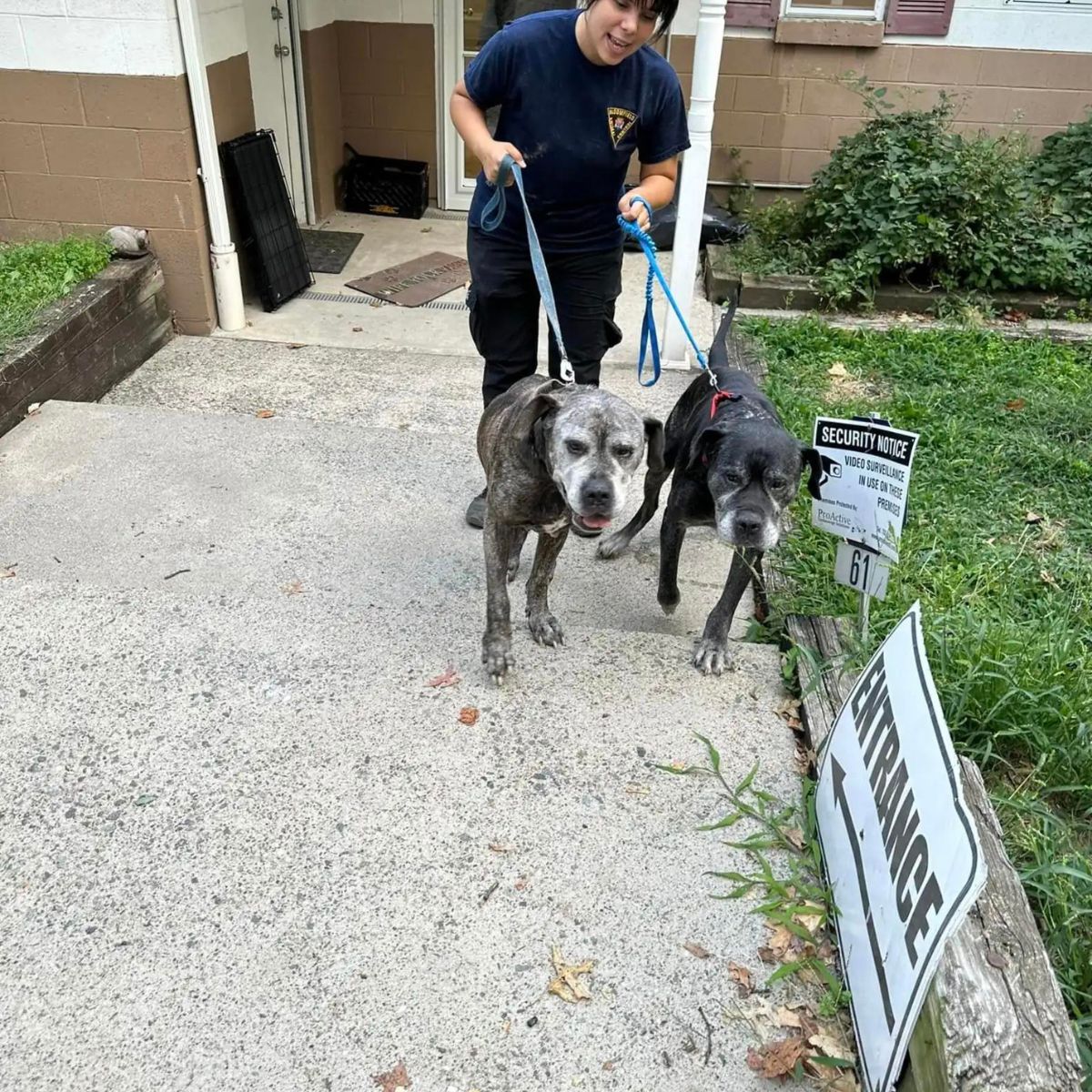 two senior dogs on a leash