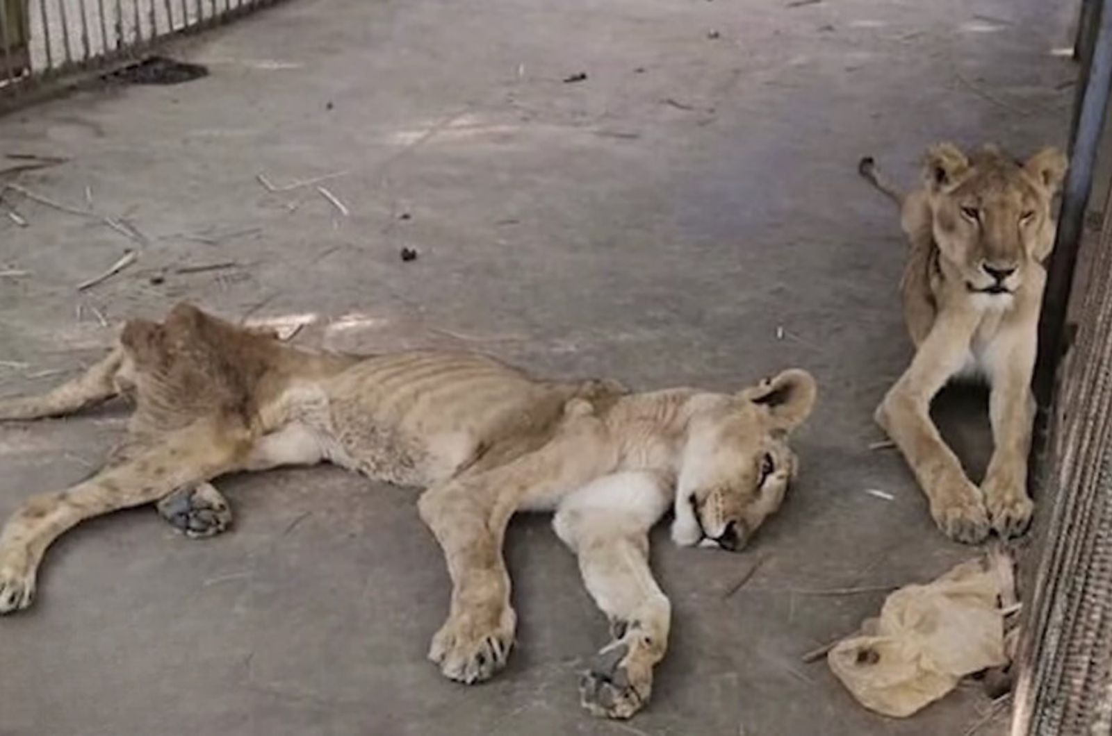 two skinny lions