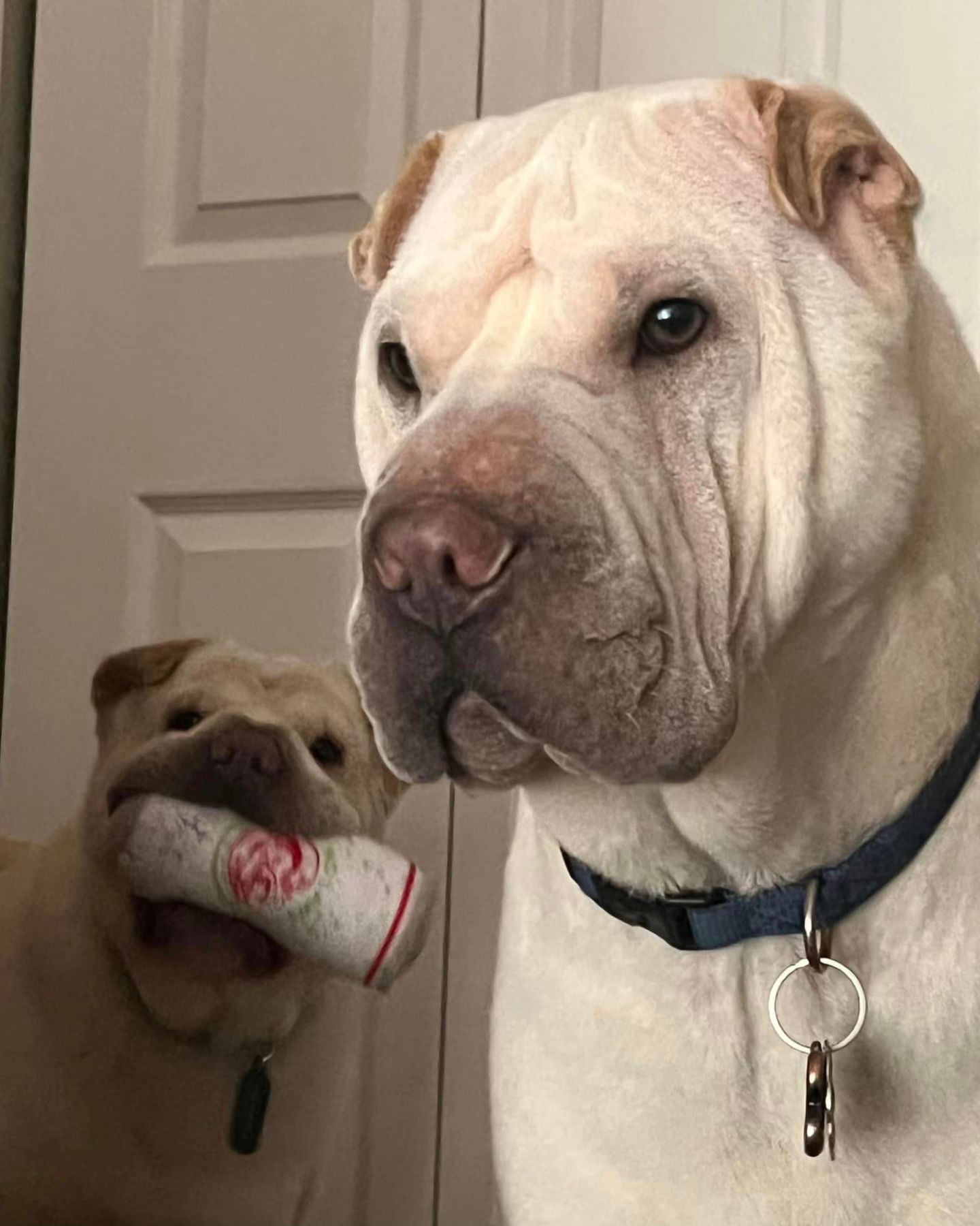 two sweet white dogs