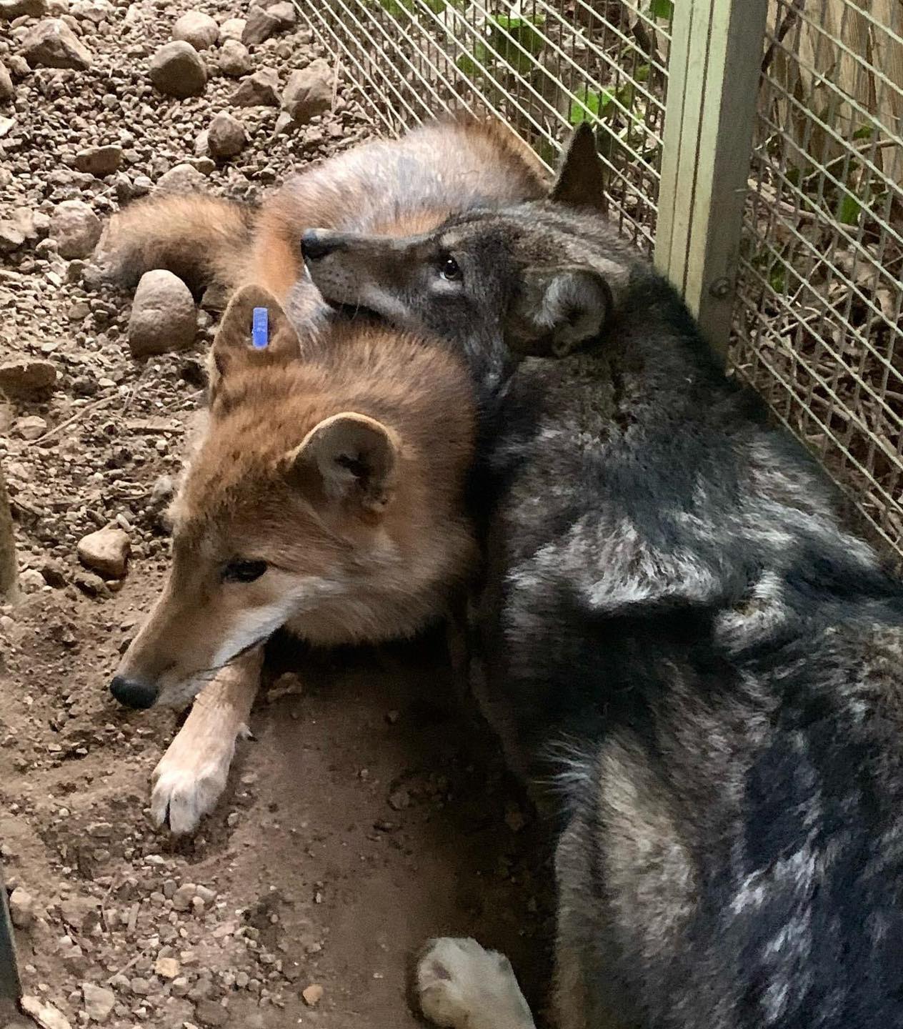 two very cute coyotes