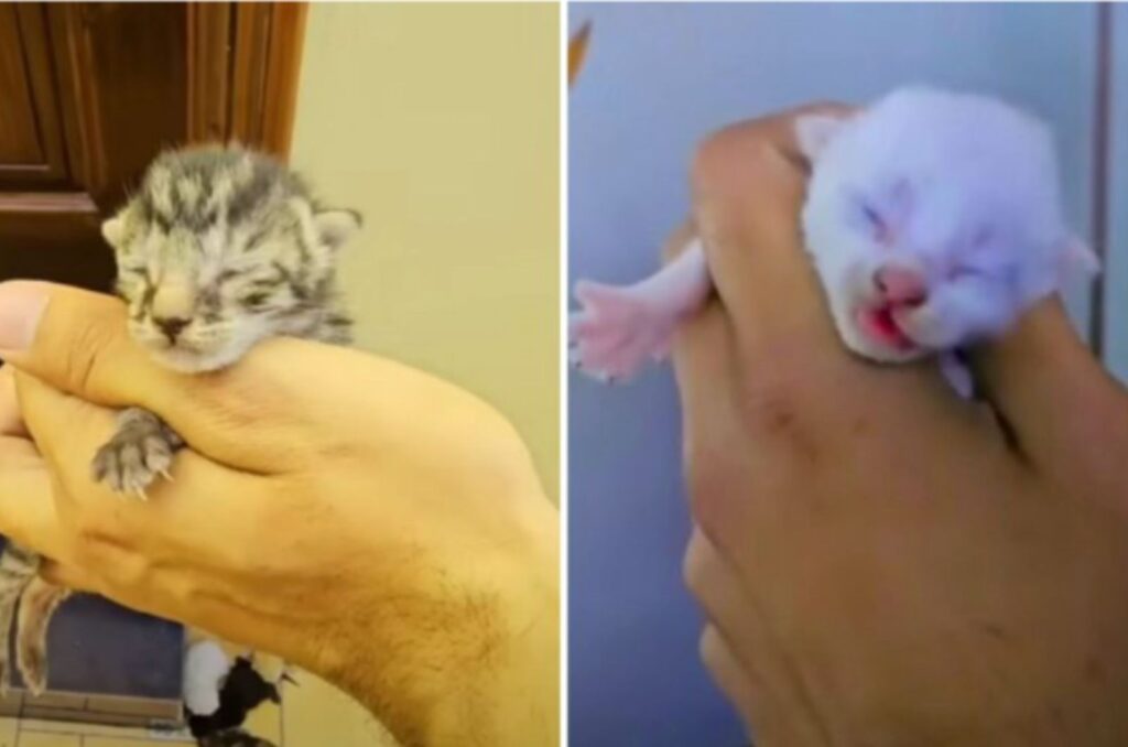 two young kittens in a woman's hand