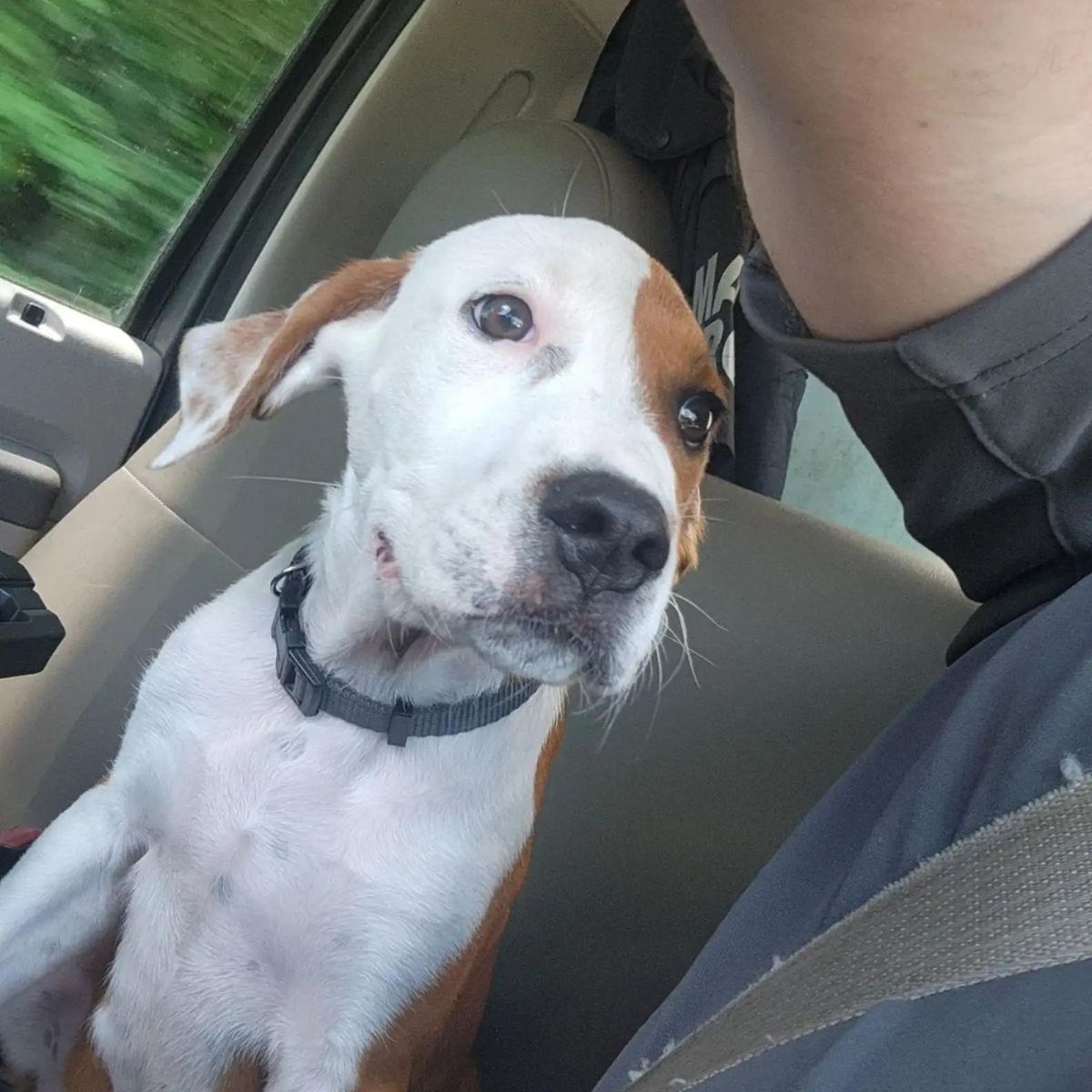 very cute dog in car