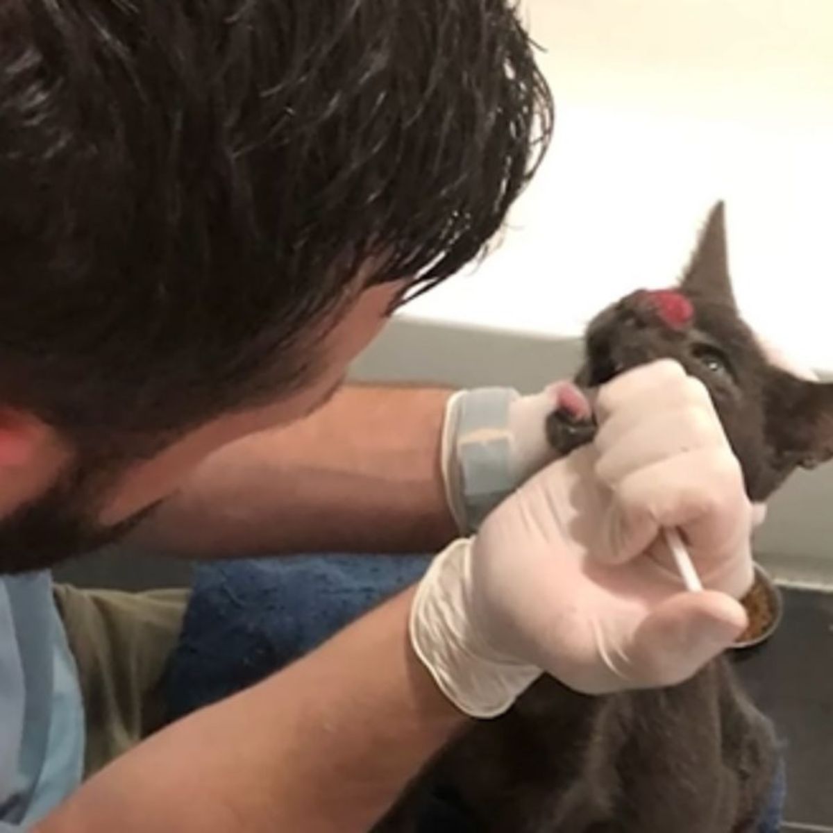 veterinarian healing cat