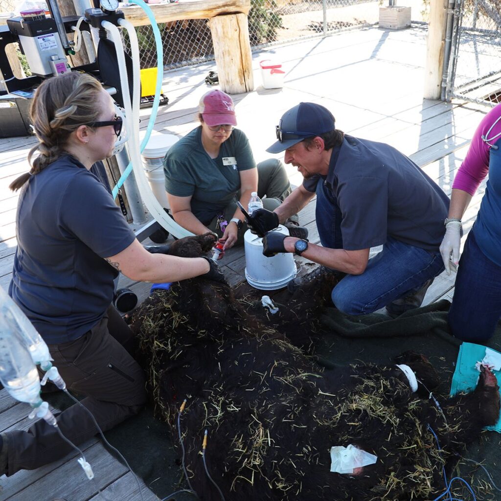 veterinarians help the bear, which is lying motionless