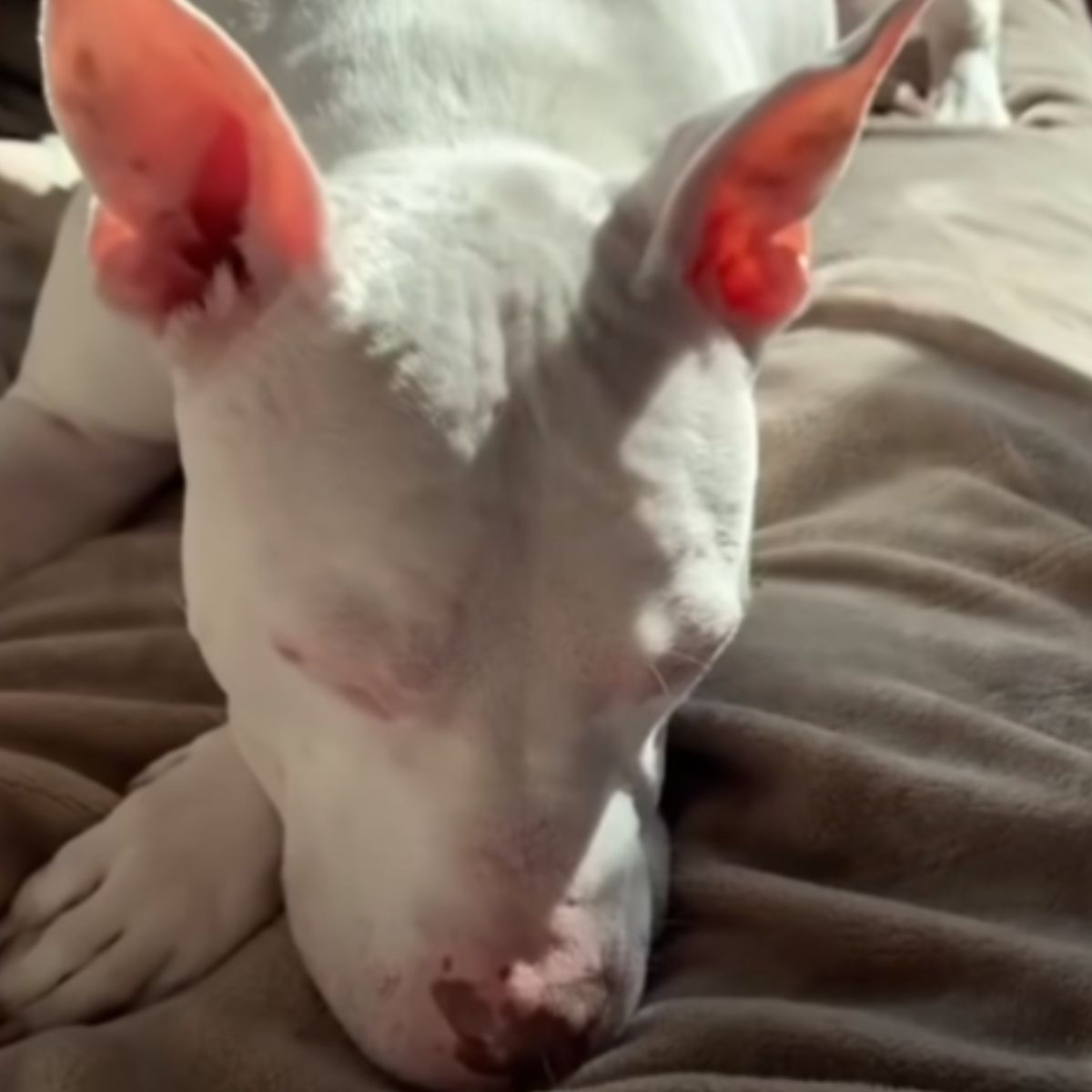 white deaf dog