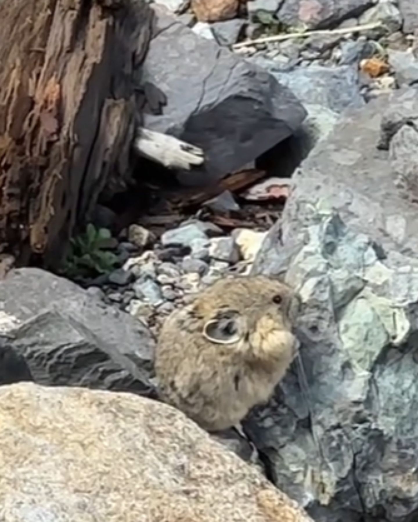 wild pika