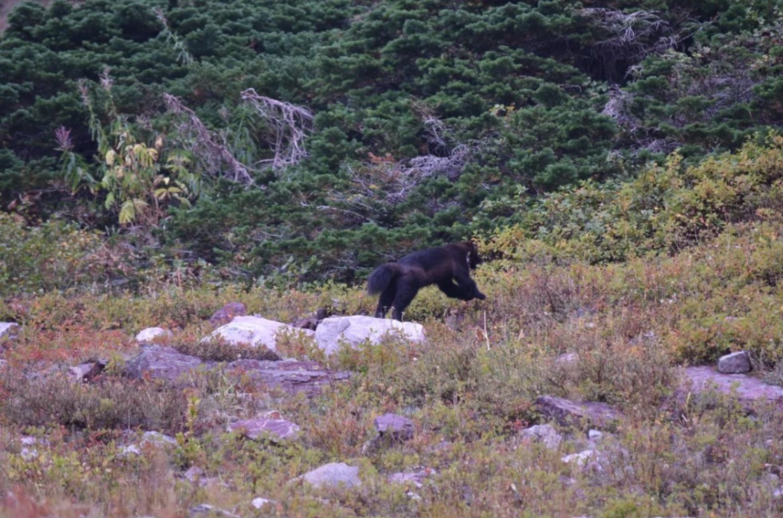 wolverine at montana camp