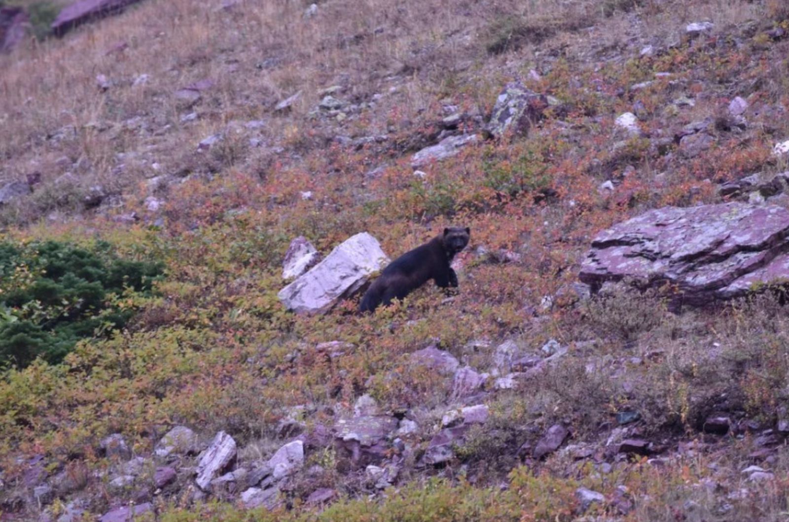 wolverine walking away