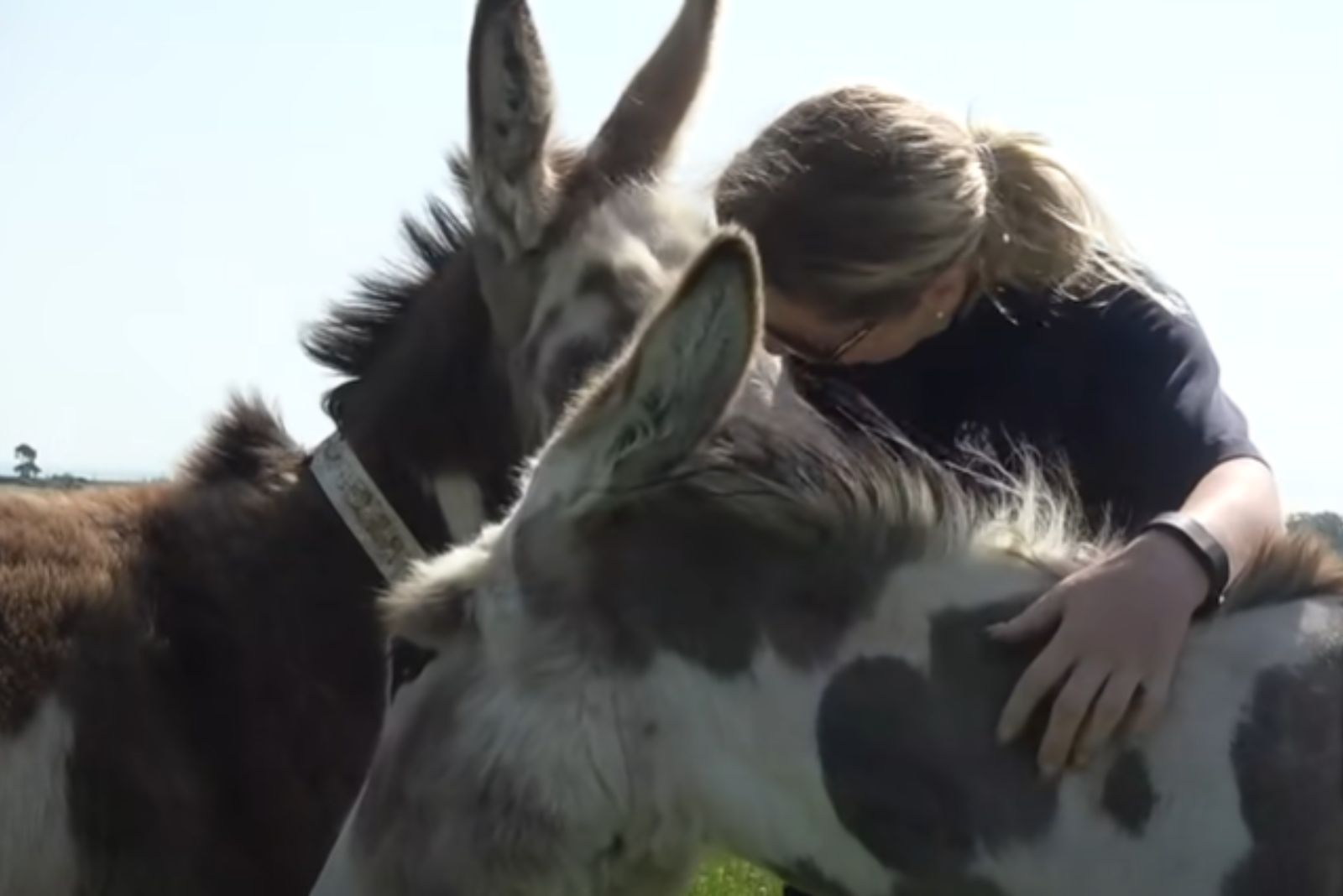 woman and two donkeys