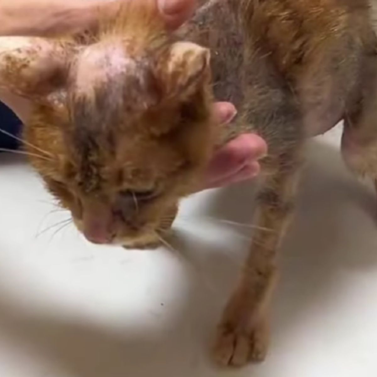 woman helping an injured cat