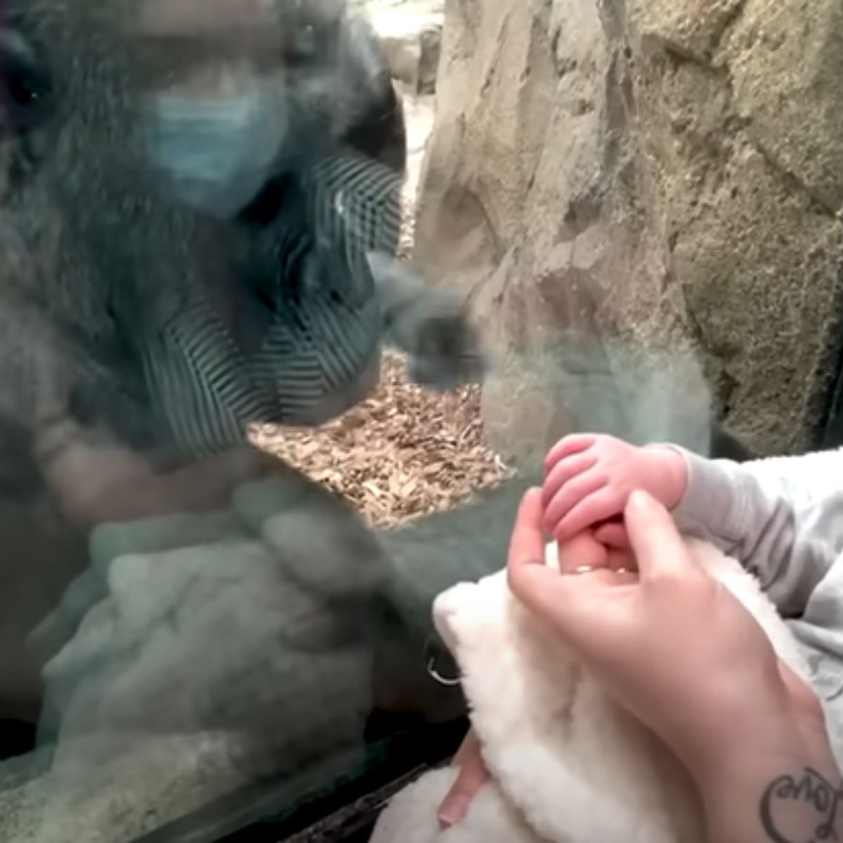 woman holding baby hand to show gorilla