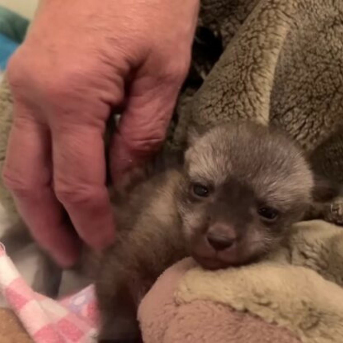 woman petting newborn puppy