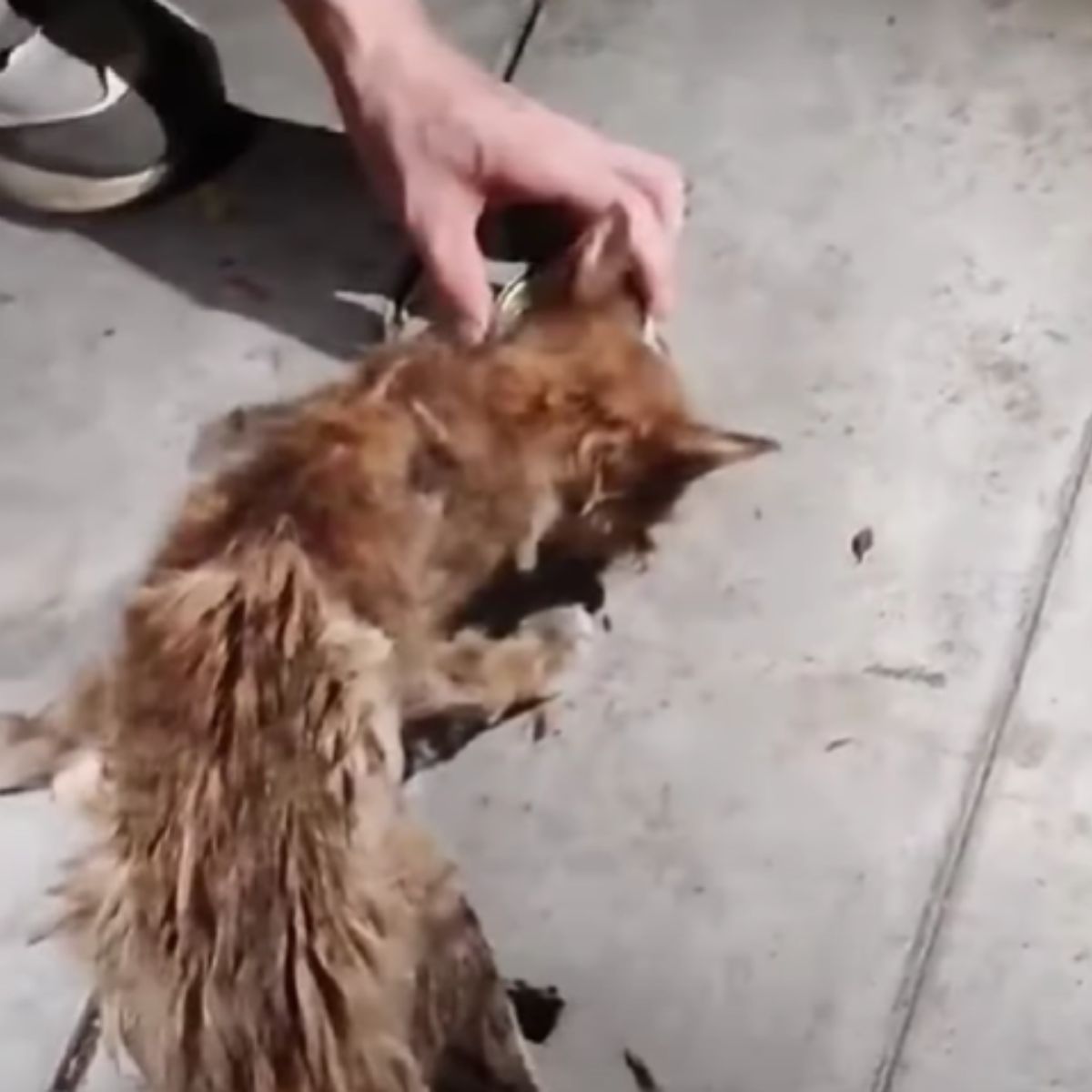 woman petting stray cat