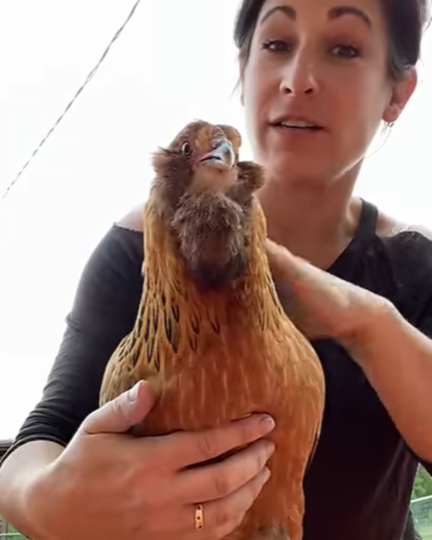 woman petting the chicken