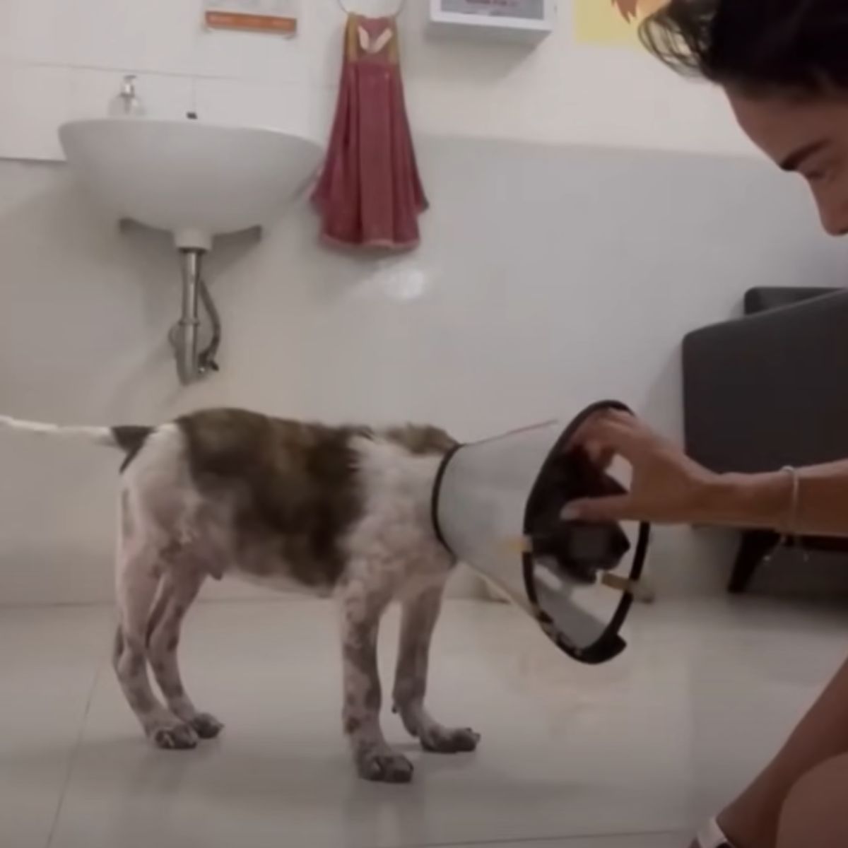 woman playing with injured dog