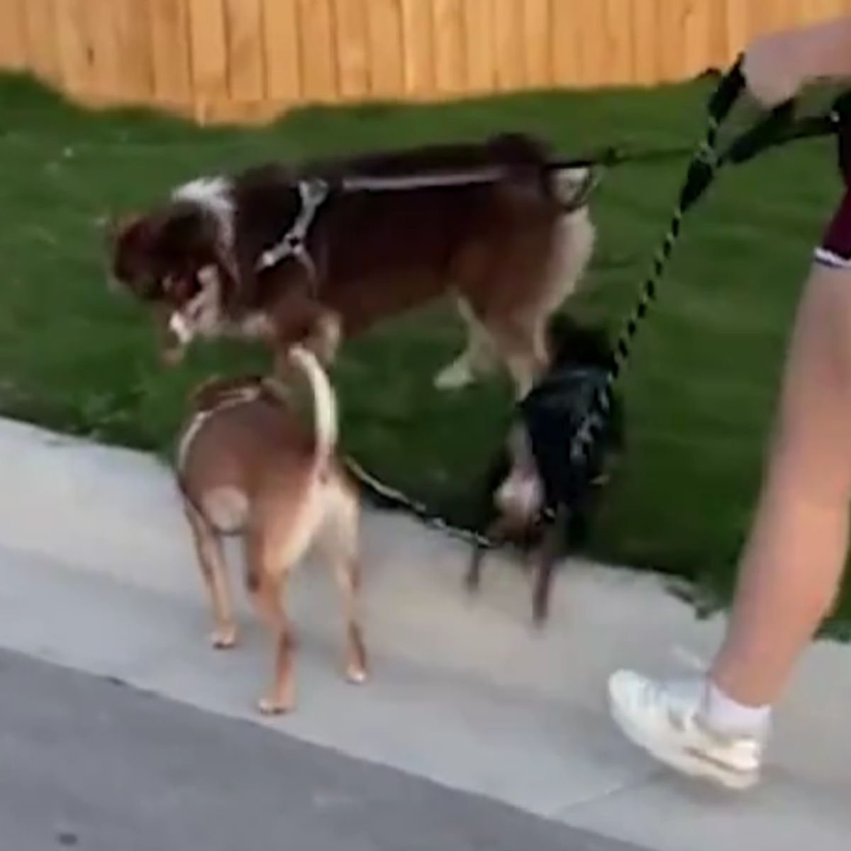 woman walking three dogs