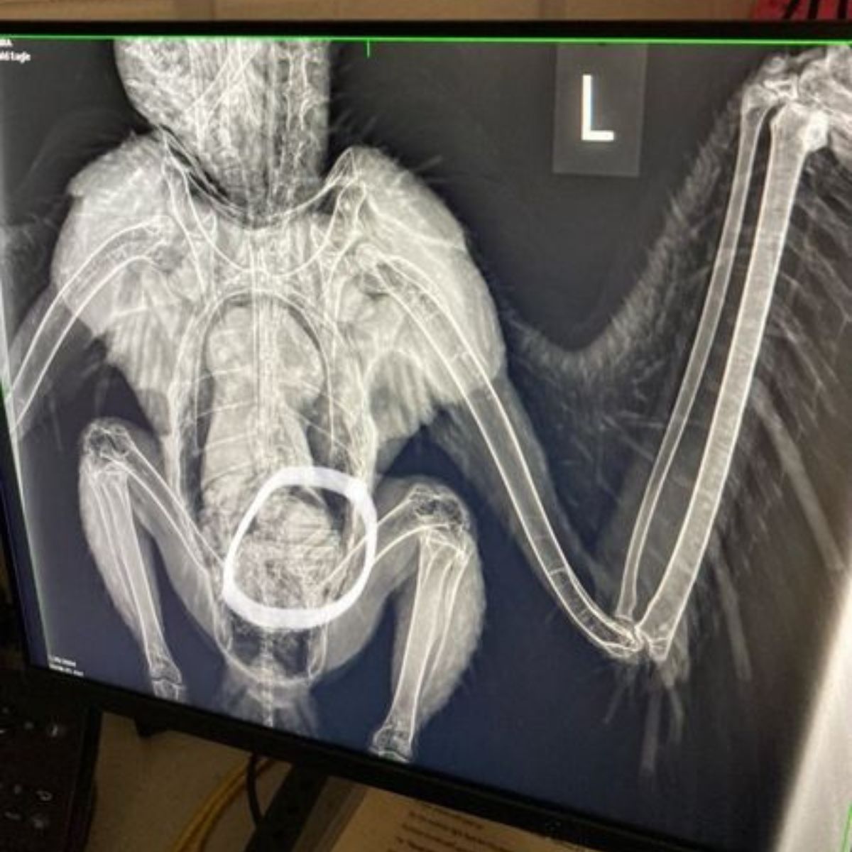 x-ray of an eagles injury