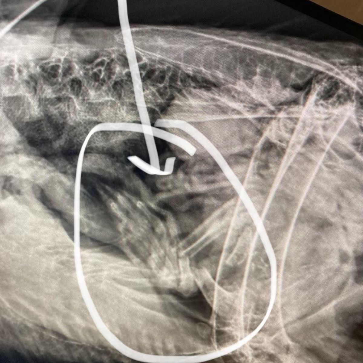 x-ray of eagle