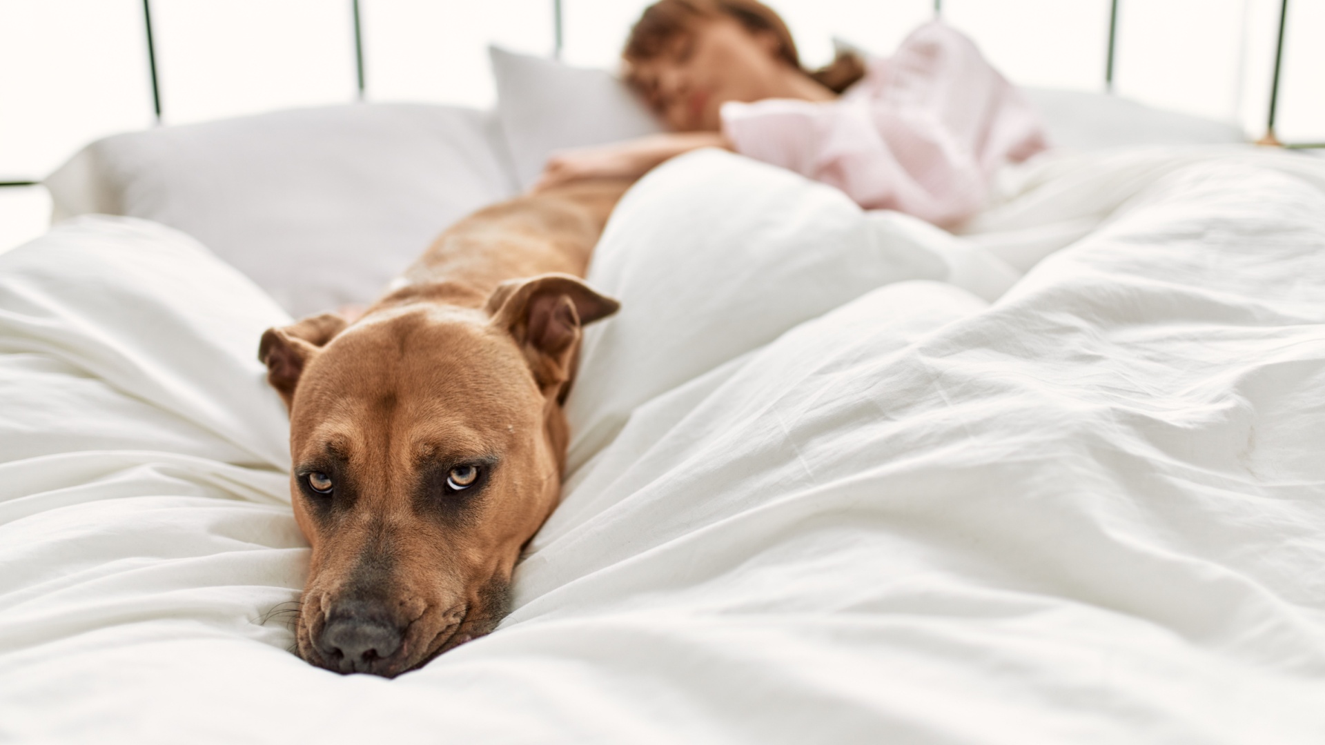 12 Curious Reasons Why Your Dog Points Its Bum At You While Sleeping