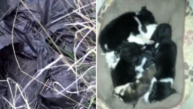 abandoned puppies rescued