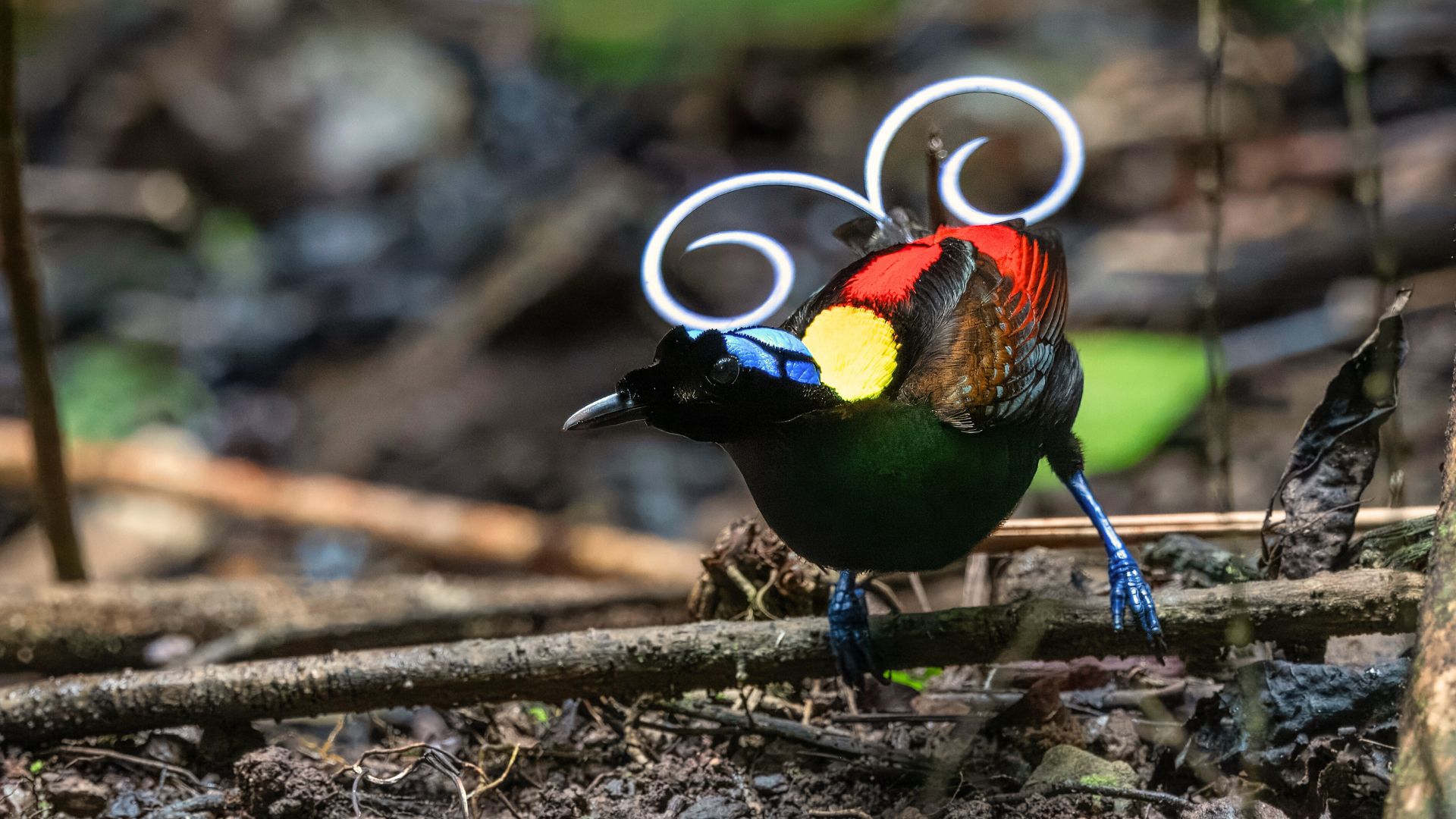 17 Birds With Extraordinary Colorful Feathers