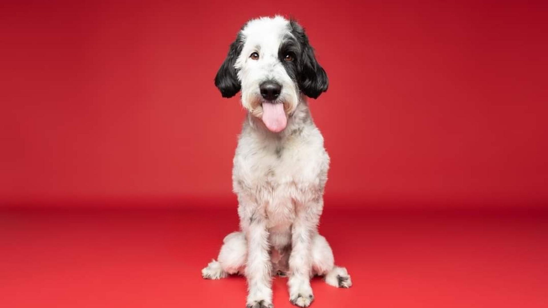 19 Things You Should Know About The Adorable Micro Sheepadoodle