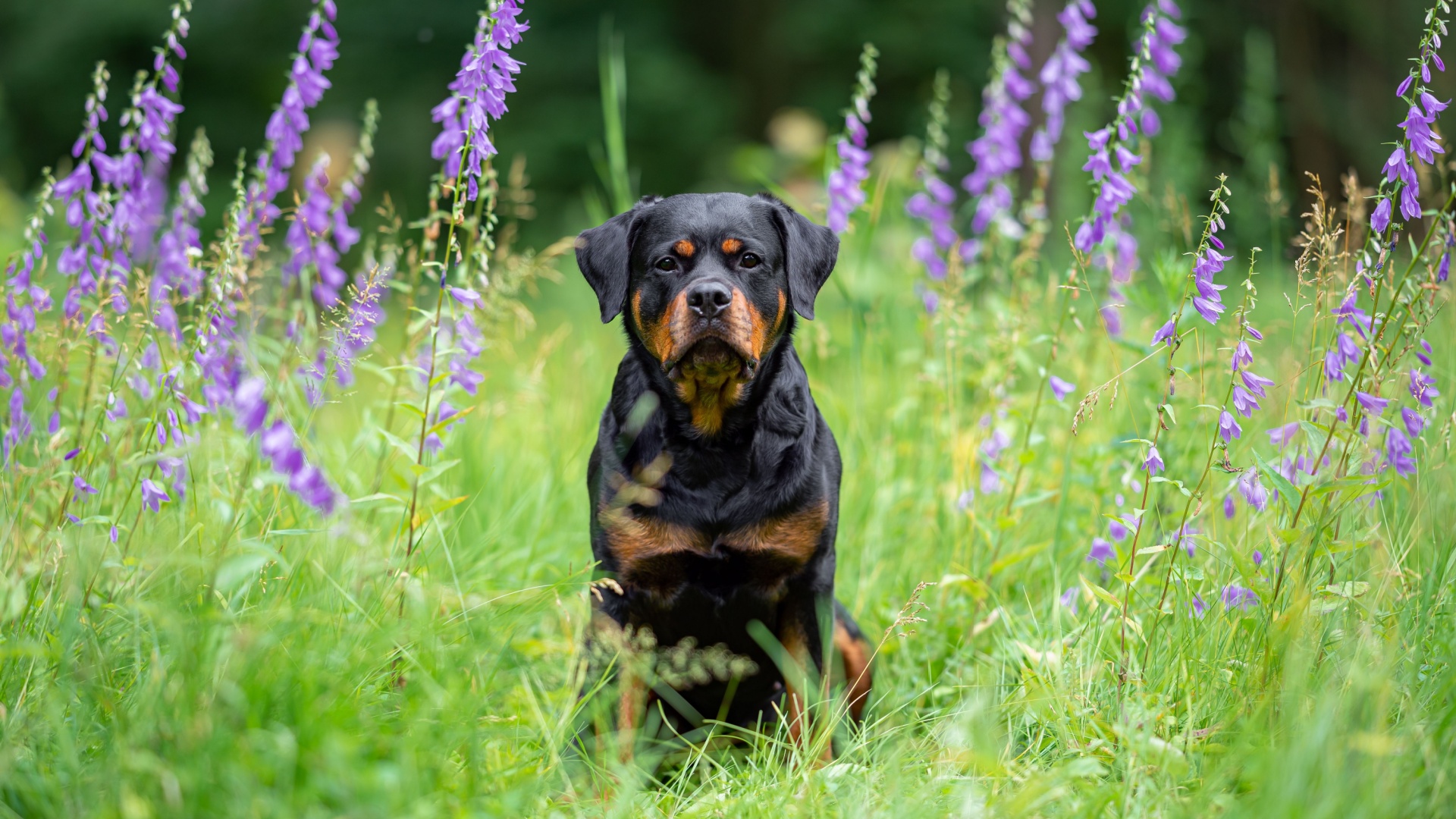 22 Smartest Dog Breeds In The World