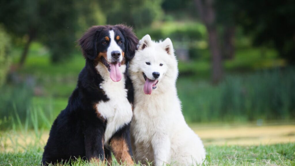 25 Most Expensive Dog Breeds In The World