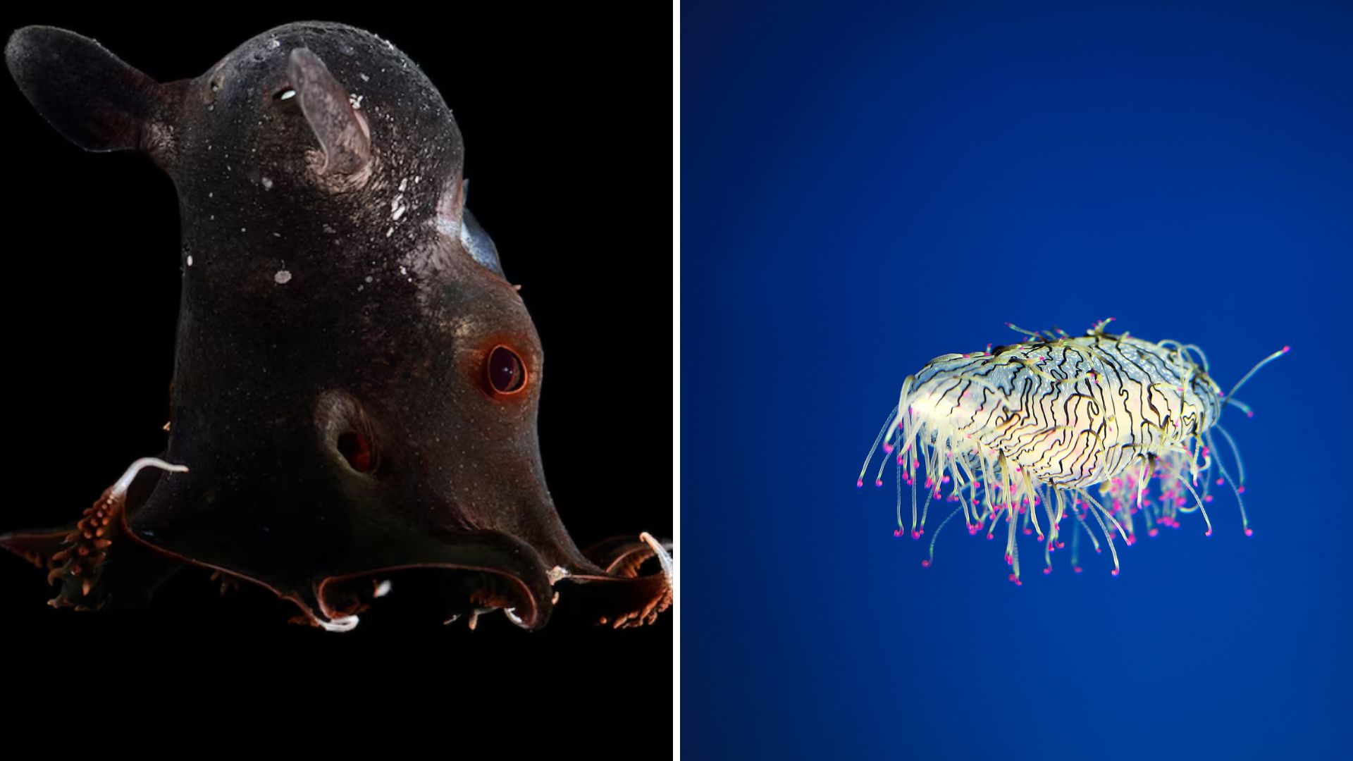 6 Mind-Blowing Deep Sea Creatures You Won’t Believe Actually Exist