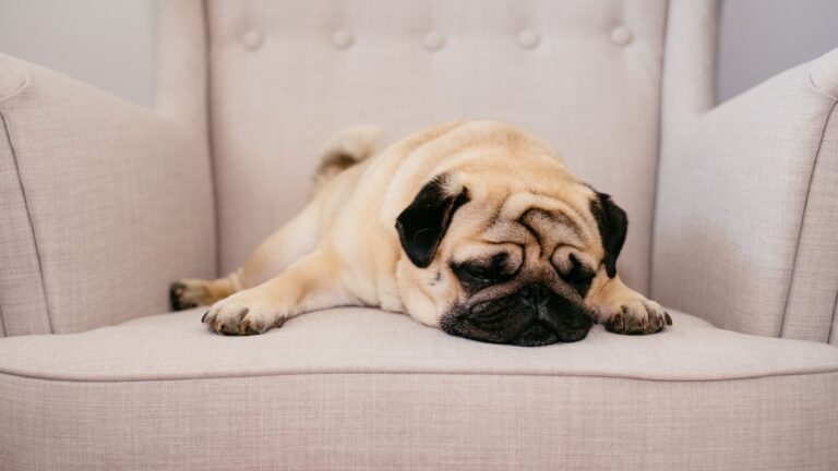 sad dog lying on sofa