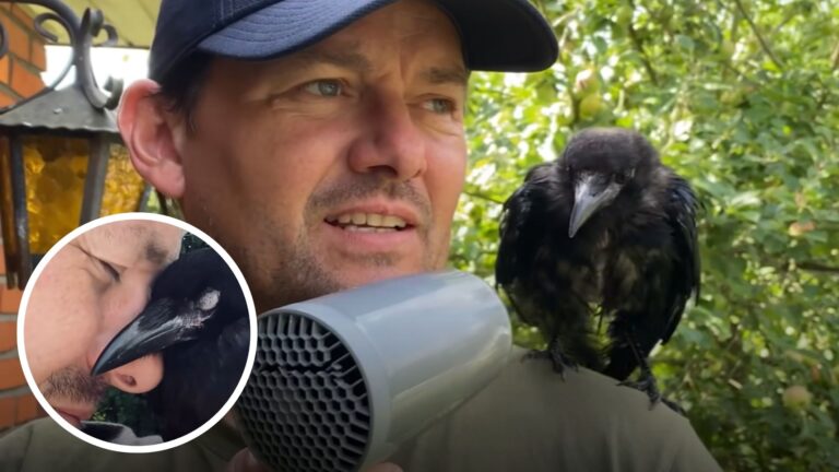 Abandoned Baby Crow Rescued By A Kind Man