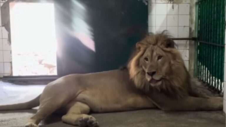 lion laying